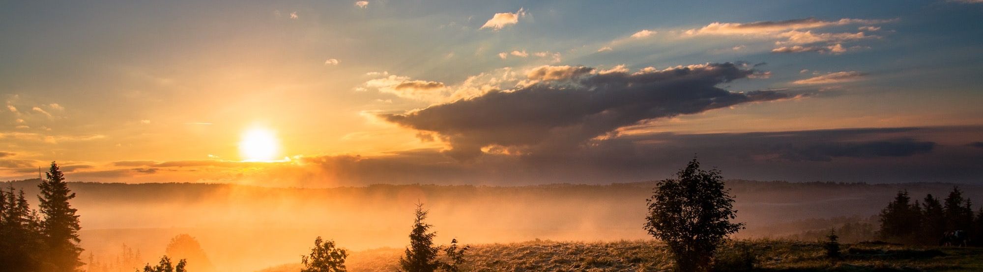 trees under cloudy sky during sunset